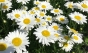 8ef479684961b26b200f0b7179de