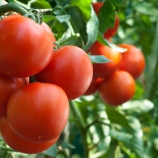 c7067b9d44538126882901a358e4