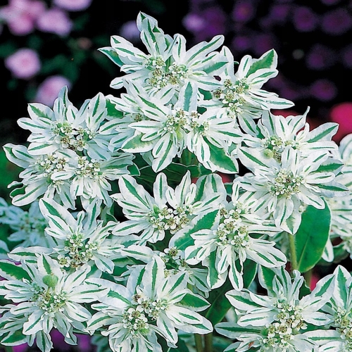 b9a053674327a1d0b07a838462a2