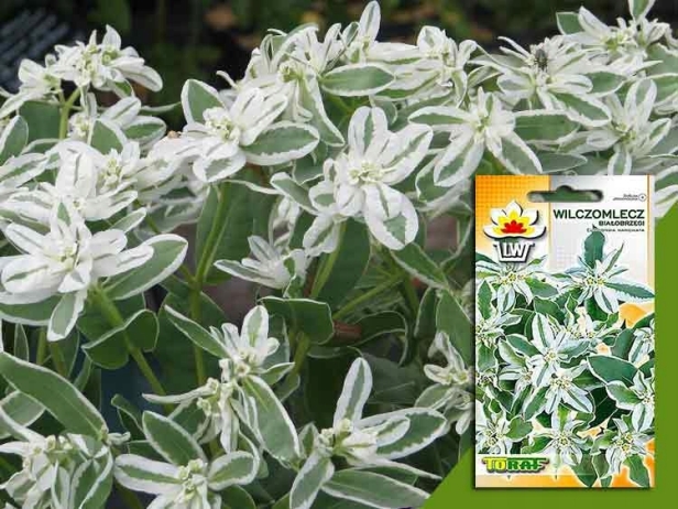 3cd61fac4e6da2209f5f98e94c79