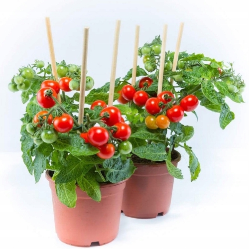 a91734554958b9d1f0b9b83c995a