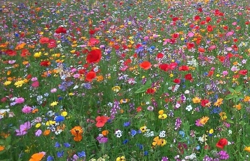 bb7c85a74155b560189d2c520022