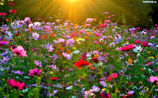 5b0f58bb433d981f4da4d618972b