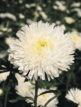 0f9f7d9c46229a5d881c6228105f