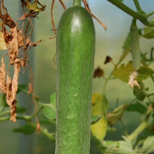 39fce0124fcf83162935d4d349f2