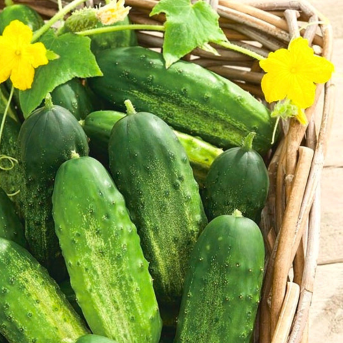 na cały sezon (11).png