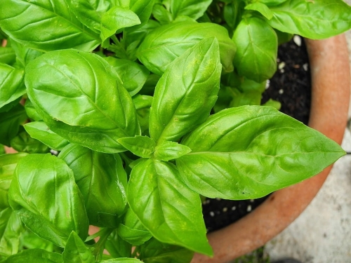 VILMORIN-BAZYLIA-SALATKOWA-SALATOWA-NASIONA-BAZYLII-AROMATYCZNA-DO-KUCHNII.jpeg