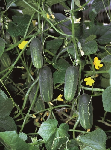 2f270af9a60e36a660d466719597dfd3