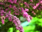 6b326d9aa456c3b463012ceca835727b.jpg