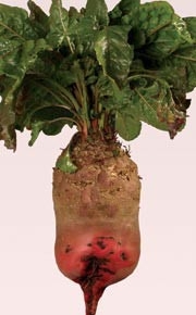 ca5b981f4b8cb5313b95114c5c2d