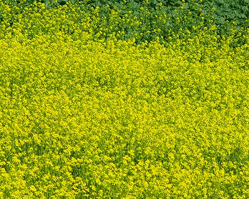 1d483283460f8220f8a2847a1db2