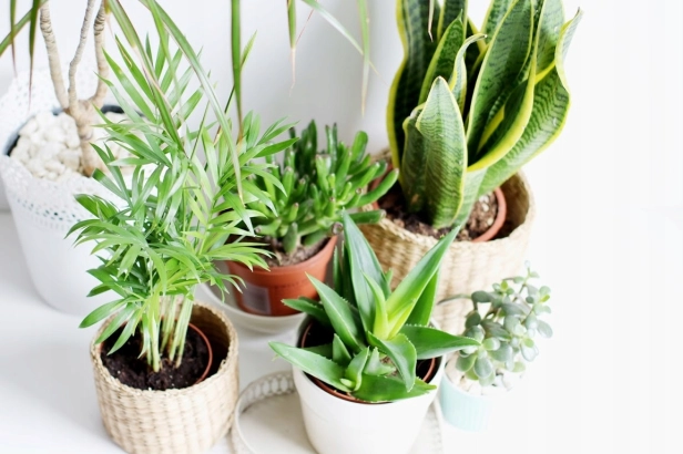 2bb7d52842a18a43291ec68bd0a9