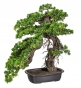 Sztuczne-drzewko-BONSAI-PODOCARPUS-55x45cm.jpeg