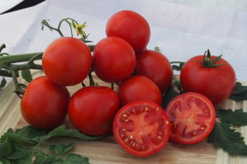 pomidor-Gallant-F1-moravoseed.jpg