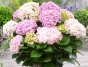 38f79c6a427287c2bef840486ccc