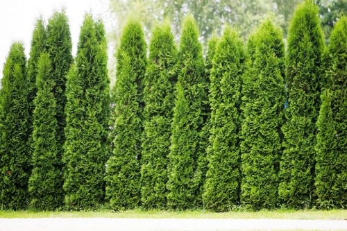 ba12cd1b40caabeeaad2f5a0d389