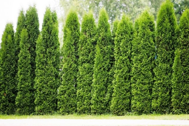 ba12cd1b40caabeeaad2f5a0d389