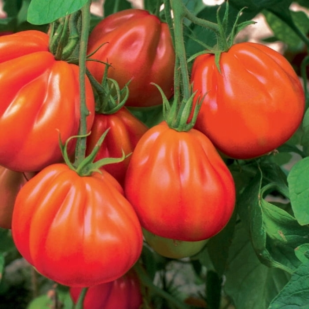 6866ee894136b494beab9be6c6d5