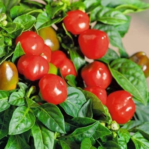 18ca9a5e4ab5be5826ec5ebdc9cb